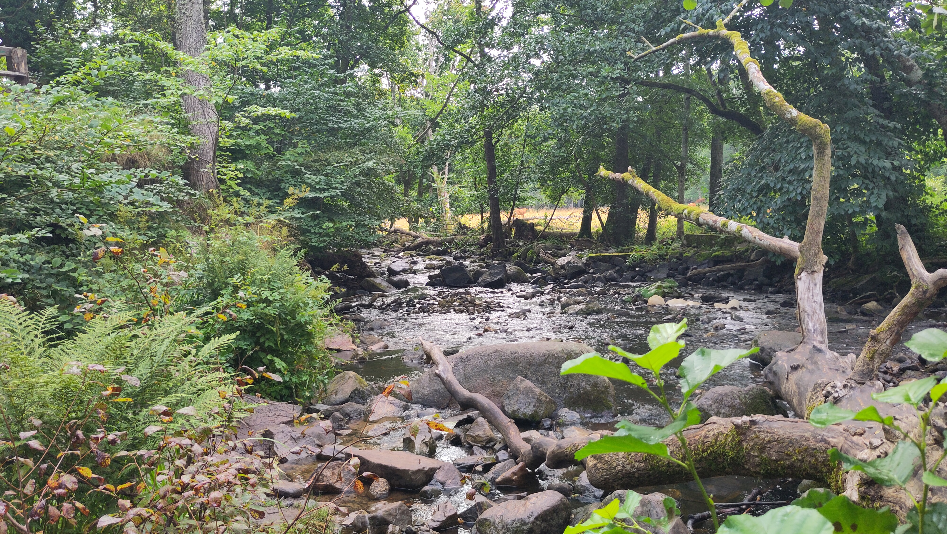 08.08.2024 08:37 Uhr, Wanderung an und um die Hallamölla Vattenfall - Hallamühle GPSPosition: 55.708219 N, 14.018597 E, Höhe: 92.812 m über NN Hallamölla Fiskestugan 101, 273 57 Brösarp, Sweden