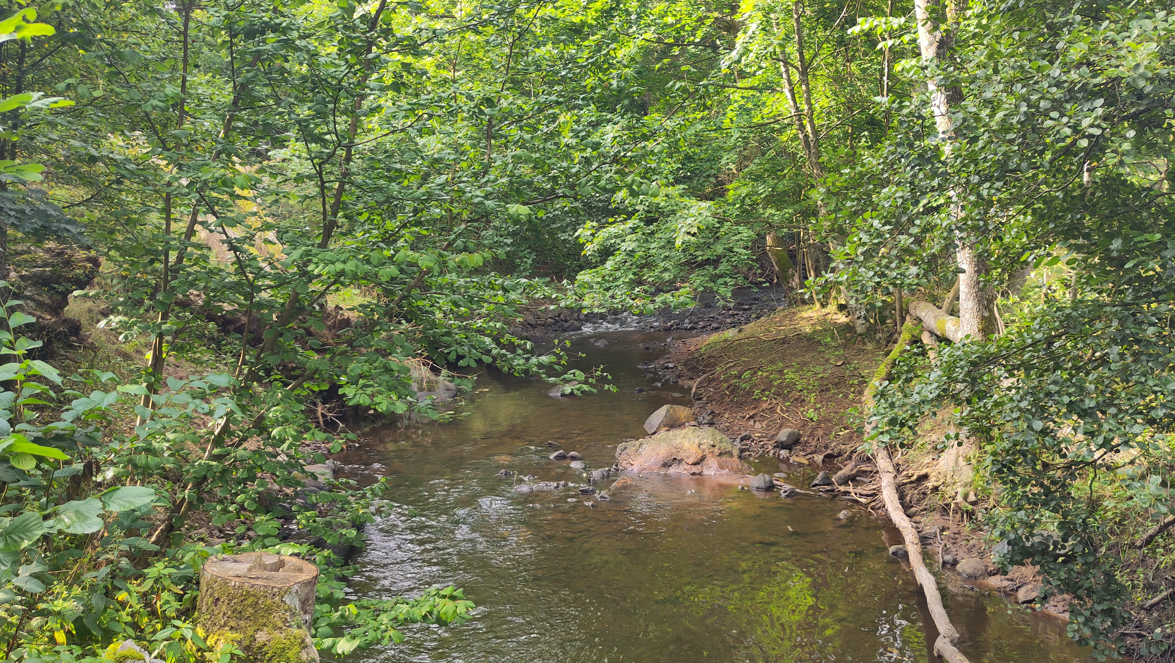 08.08.2024 09:03 Uhr, Wanderung an und um die Hallamölla Vattenfall - Hallamühle GPSPosition: 55.708550 N, 14.023111 E, Höhe: 90.479 m über NN P25F+C6 Ludaröd, Sweden
