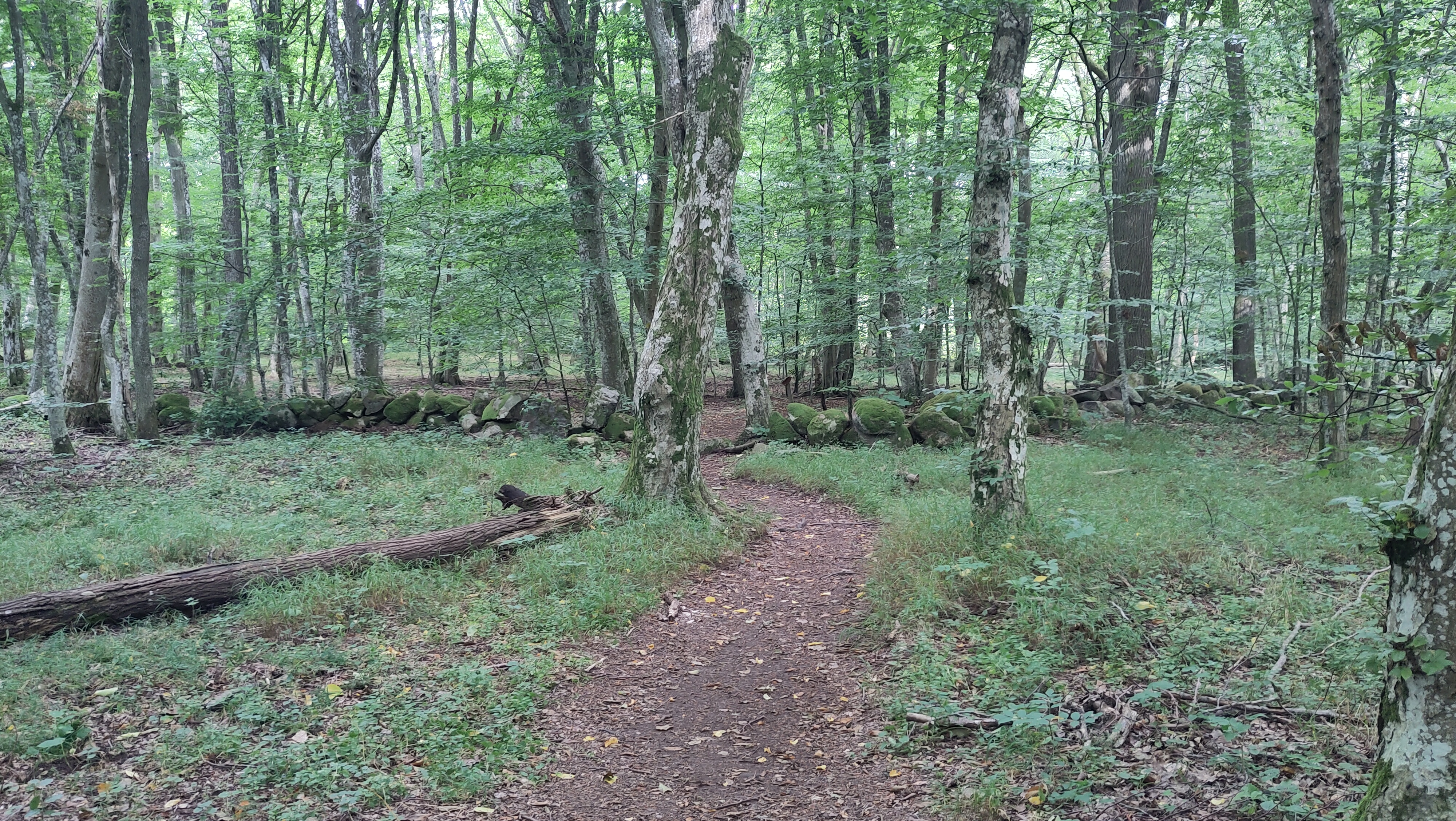 08.08.2024 09:54 Uhr, Wanderung an und um die Hallamölla Vattenfall - Hallamühle GPSPosition: 55.722589 N, 14.064028 E, Höhe: 71.195 m über NN P3F7+2J Brösarp, Sweden